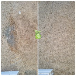 Professional Carpet Cleaning  