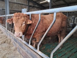 For Sale Limousin Bull 