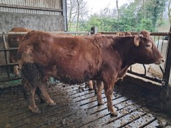 For Sale Limousin Springer Cow 