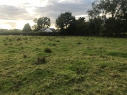 Land to Let for cutting & grazing 