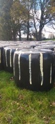 Round bales of silage  