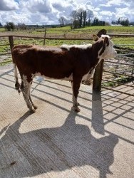 Hereford heifer weanling Red and white 