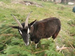 2 yr half pygmy pet goat 