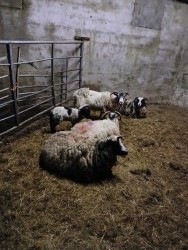 Horned ewes with lambs 